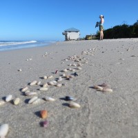 Pictures of Little Gasparilla Island, Florida Live coquina shells
