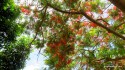 Royal Poinciana in bloom.