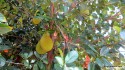 Jackfruit at Pine Island Fruit Market.