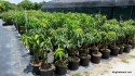 Young mango trees for sale.