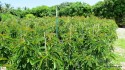 Young avocado trees for sale.