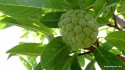 Sugar apple (Anon)