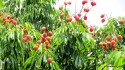 Ripe Lychee fruit.